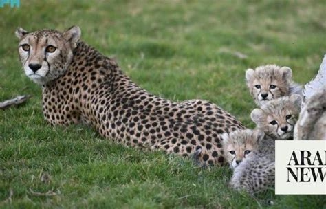 saudi arabia cheetah|Saudi wildlife center celebrates cheetah conservation milestone.